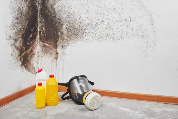 Best Attic Mold Removal  in Oran, MO