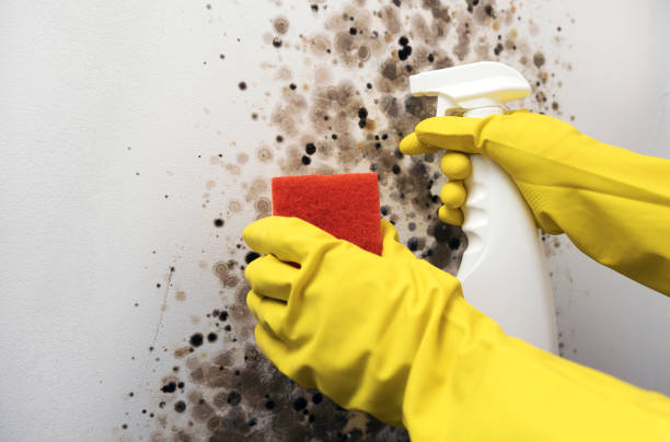 Best Best Mold Removal Companies  in Oran, MO