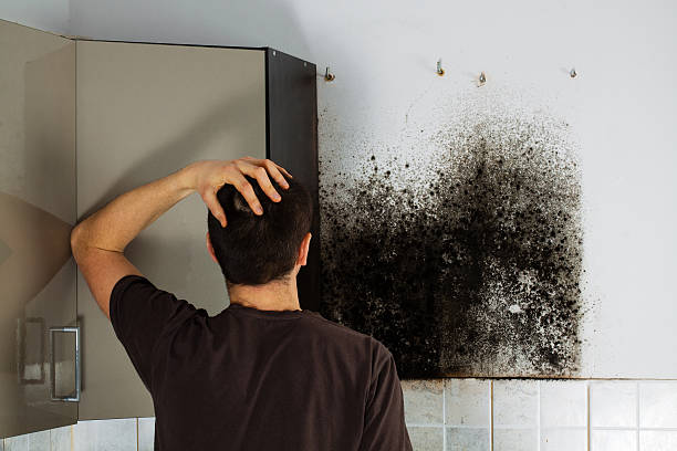 Best Mold Testing  in Oran, MO