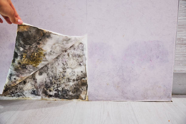 Mold Removal Process in Oran, MO